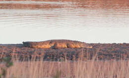 Image of crocodiles