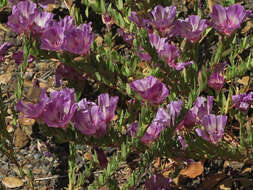 Plancia ëd Clarkia franciscana H. Lewis & Raven