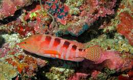 Image of Freckled Rock-cod