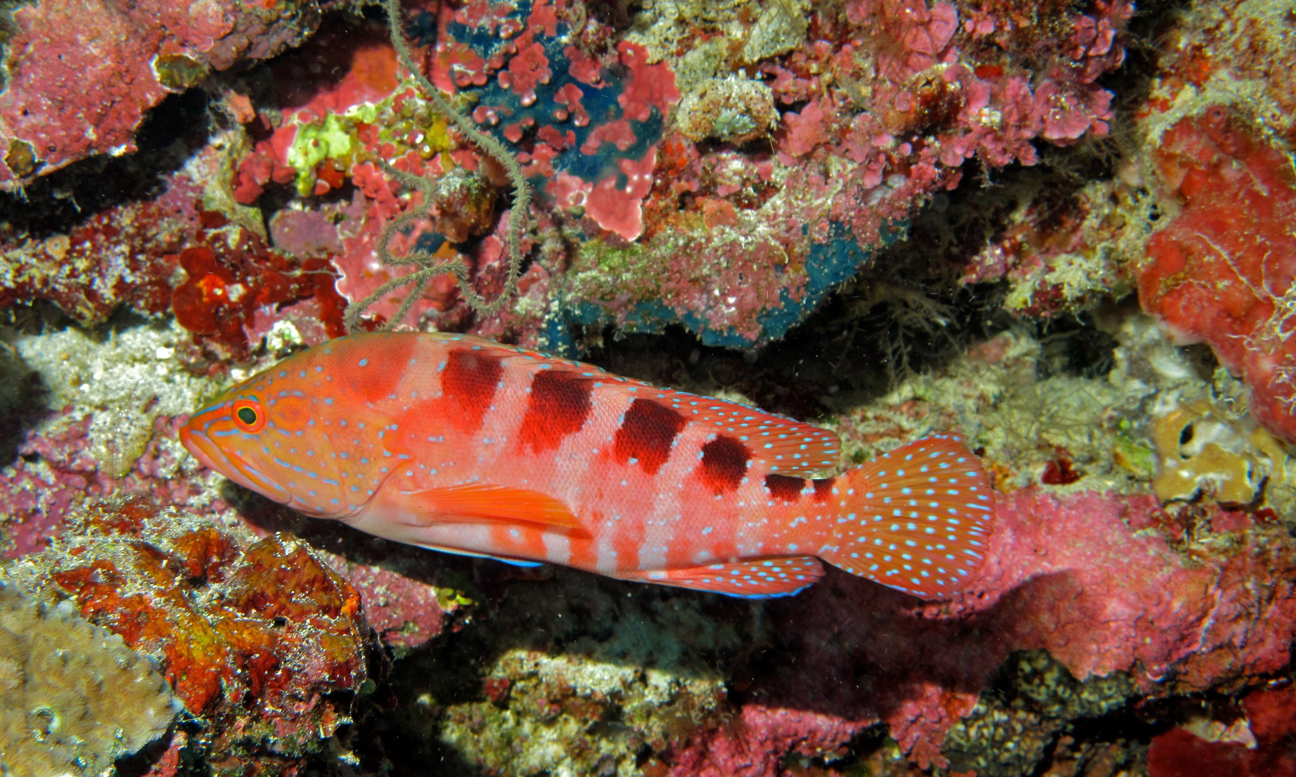 Cephalopholis sexmaculata (Rüppell 1830) resmi