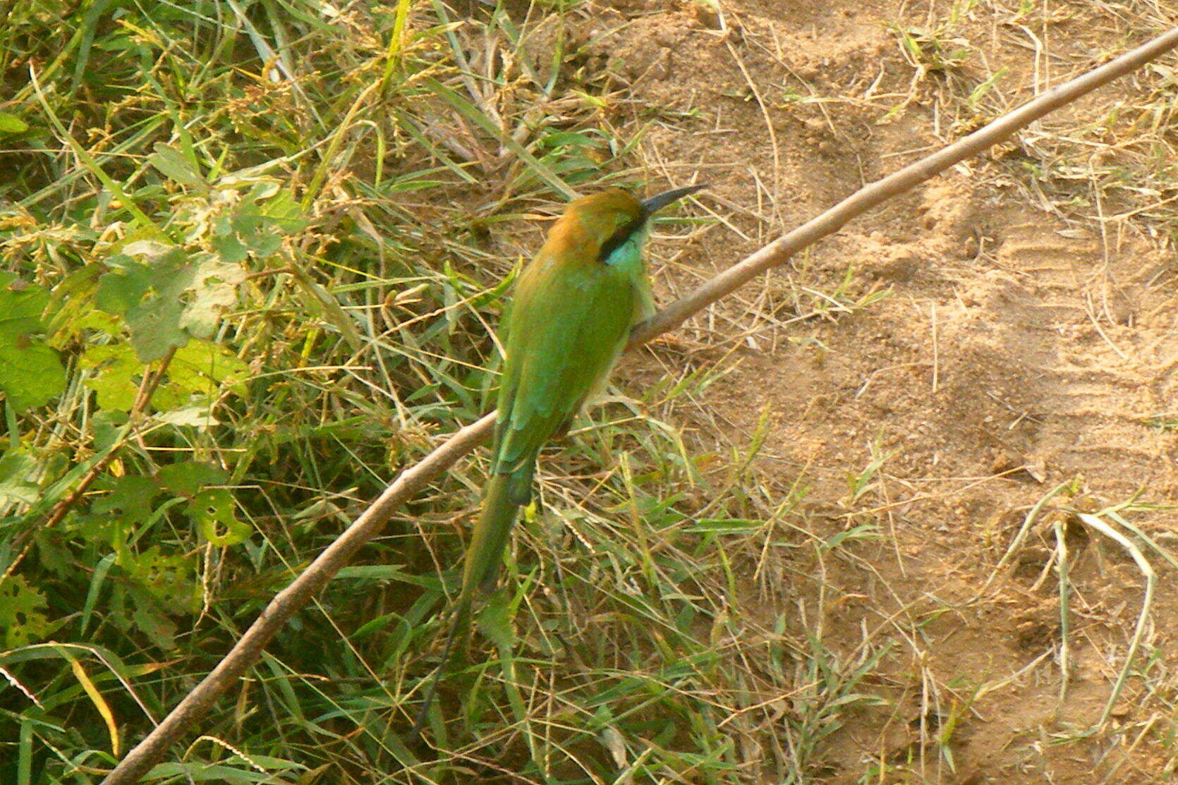 Image of Asian Green Bee-eater