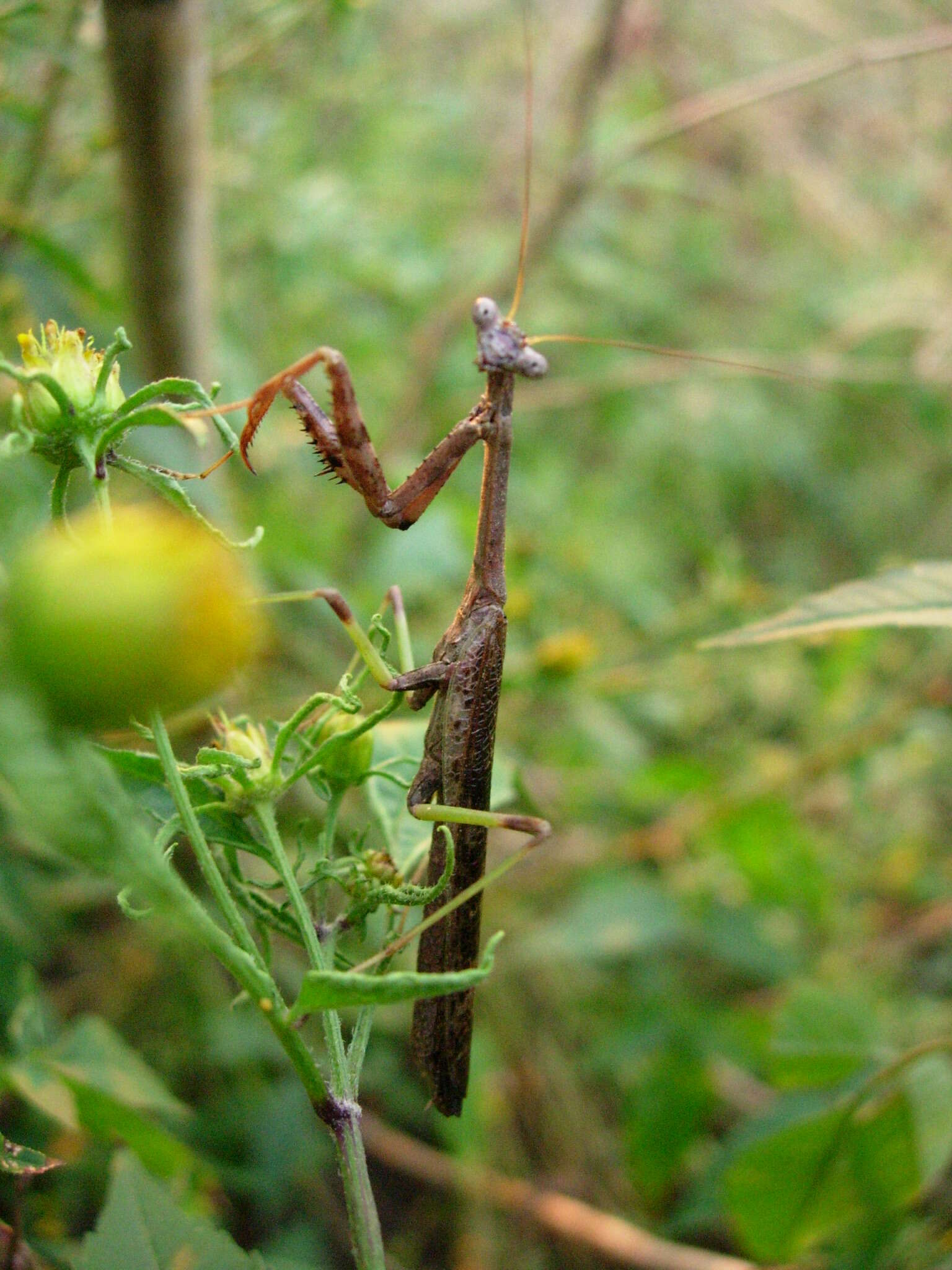 Image de Stagmomantis