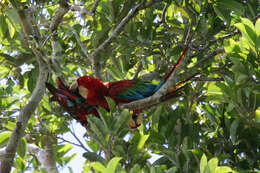 Image of macaws