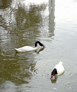 Image of Black-necked Swan