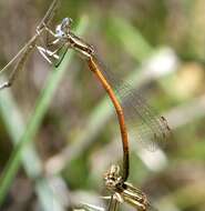 Image of Platycnemis Burmeister 1839