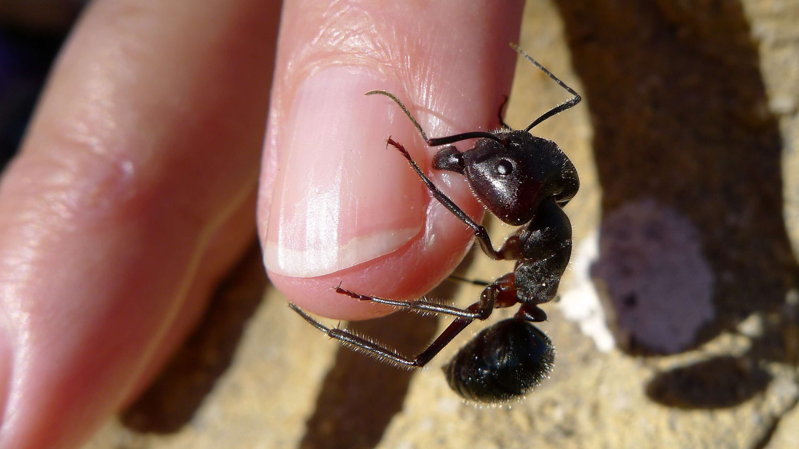 Image de Camponotus molossus Forel 1907