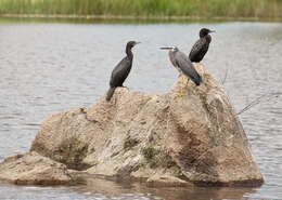 Image of Egretta Forster & T 1817