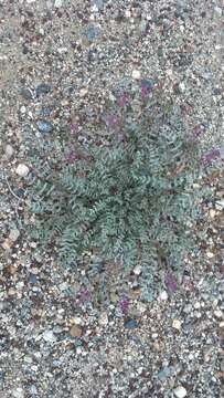 Image of Freckled Milkvetch