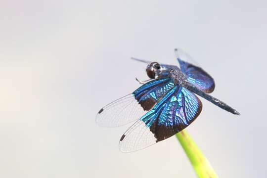 Image of Rhyothemis resplendens Selys 1878