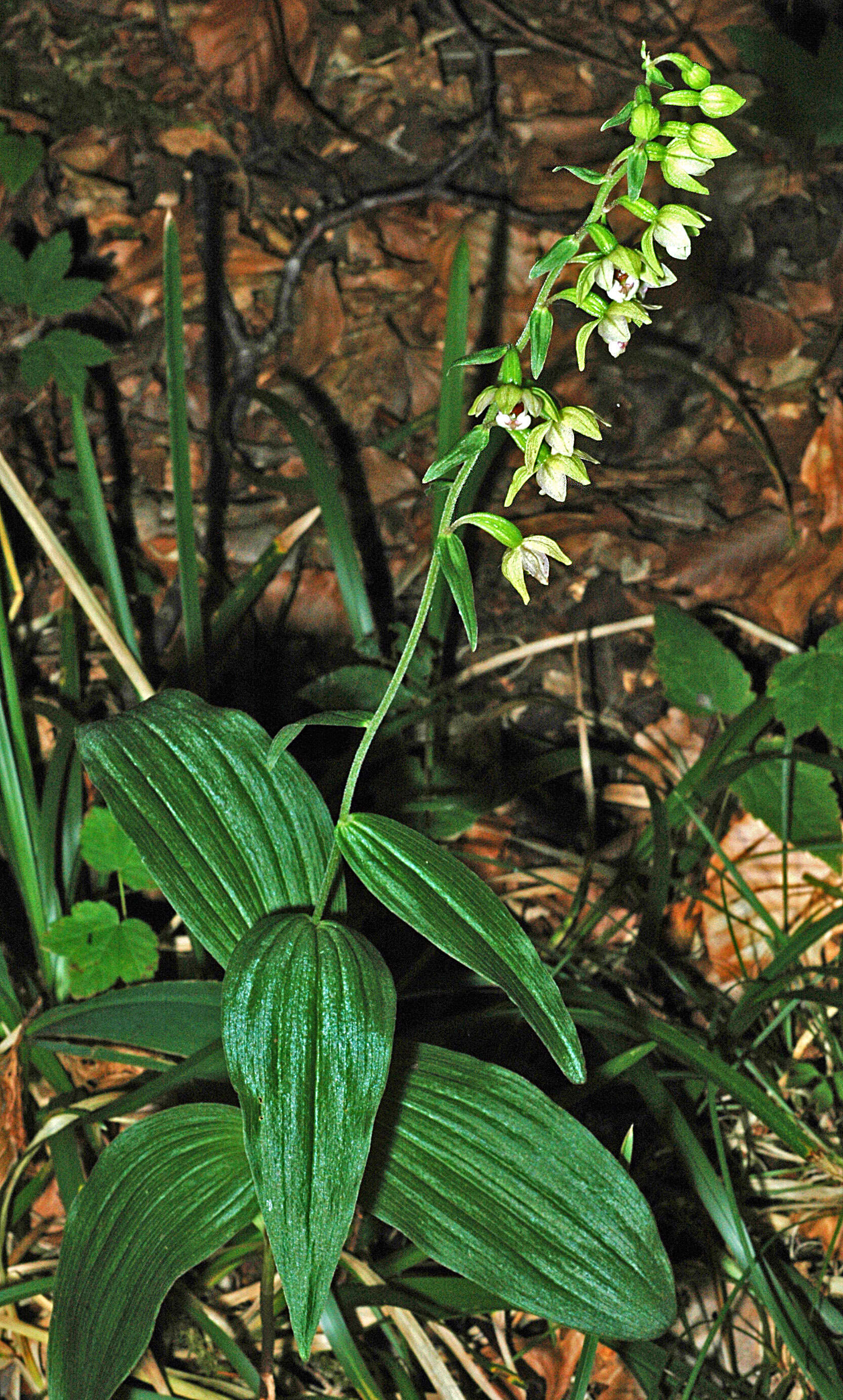 Image of Helleborine