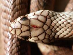 Image of Egyptian Cobra