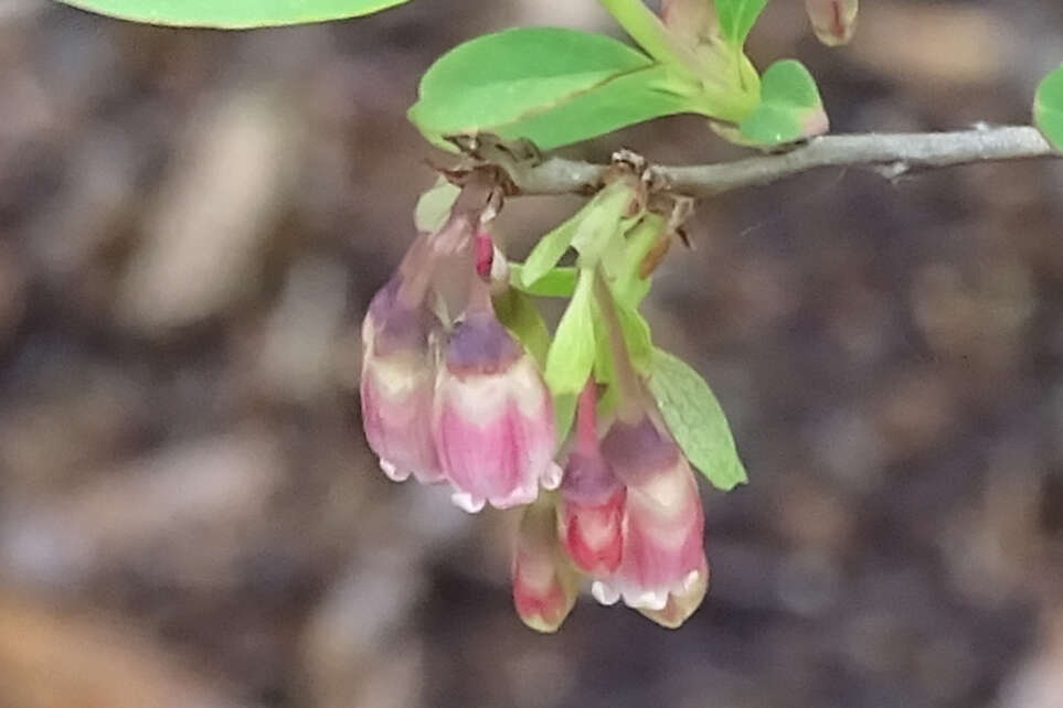 Imagem de Vaccinium