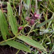 Pleroma aegopogon (Naud.) Triana resmi