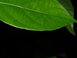 Image of South American Amazonvine