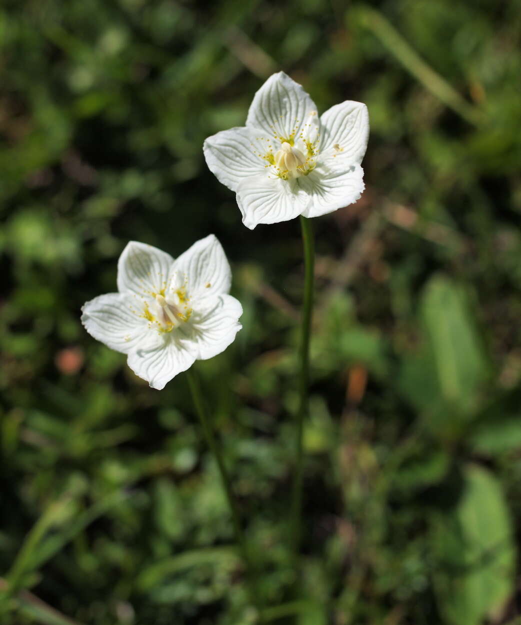 Слика од Parnassia palustris L.