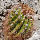 Image of Parodia horstii (F. Ritter) N. P. Taylor