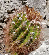 Image of Parodia horstii (F. Ritter) N. P. Taylor