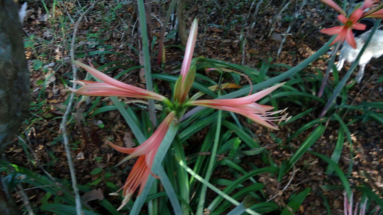 Слика од Hippeastrum stylosum Herb.