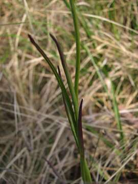 Image of Buchnera ciliata Pennell