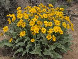 Image de Balsamorhiza