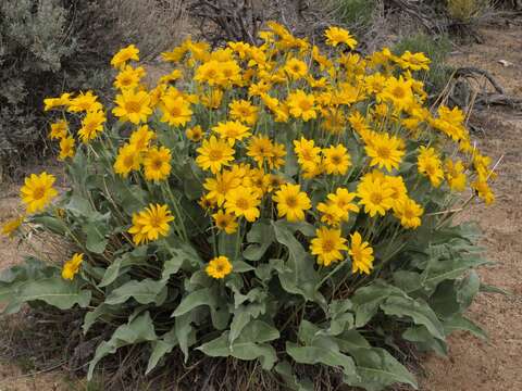 Image of arrowleaf balsamroot