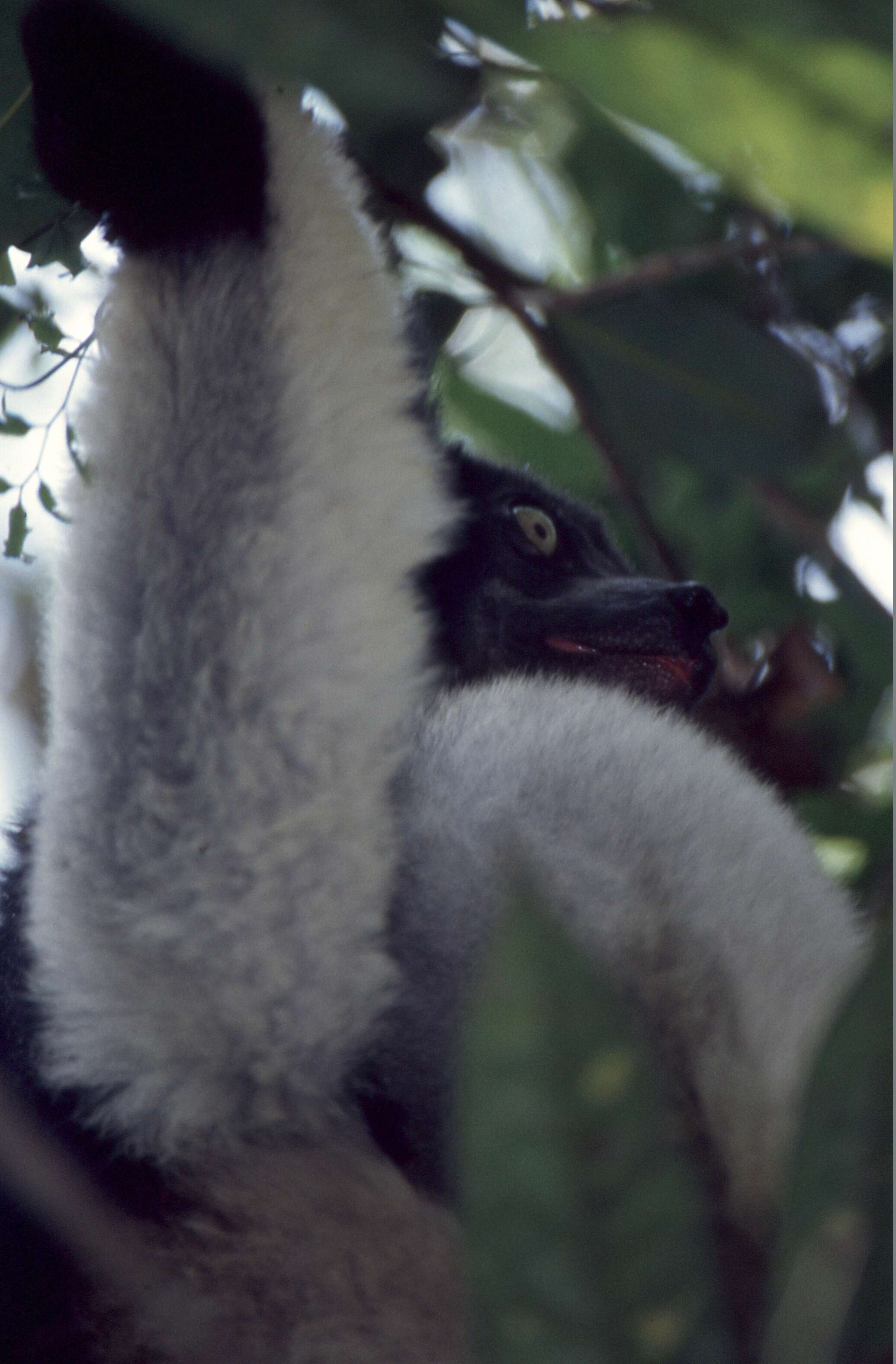 Image of indris, sifakas and woolly lemurs