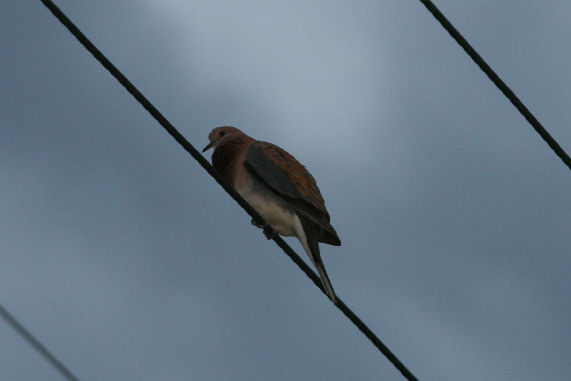 Image of laughing dove