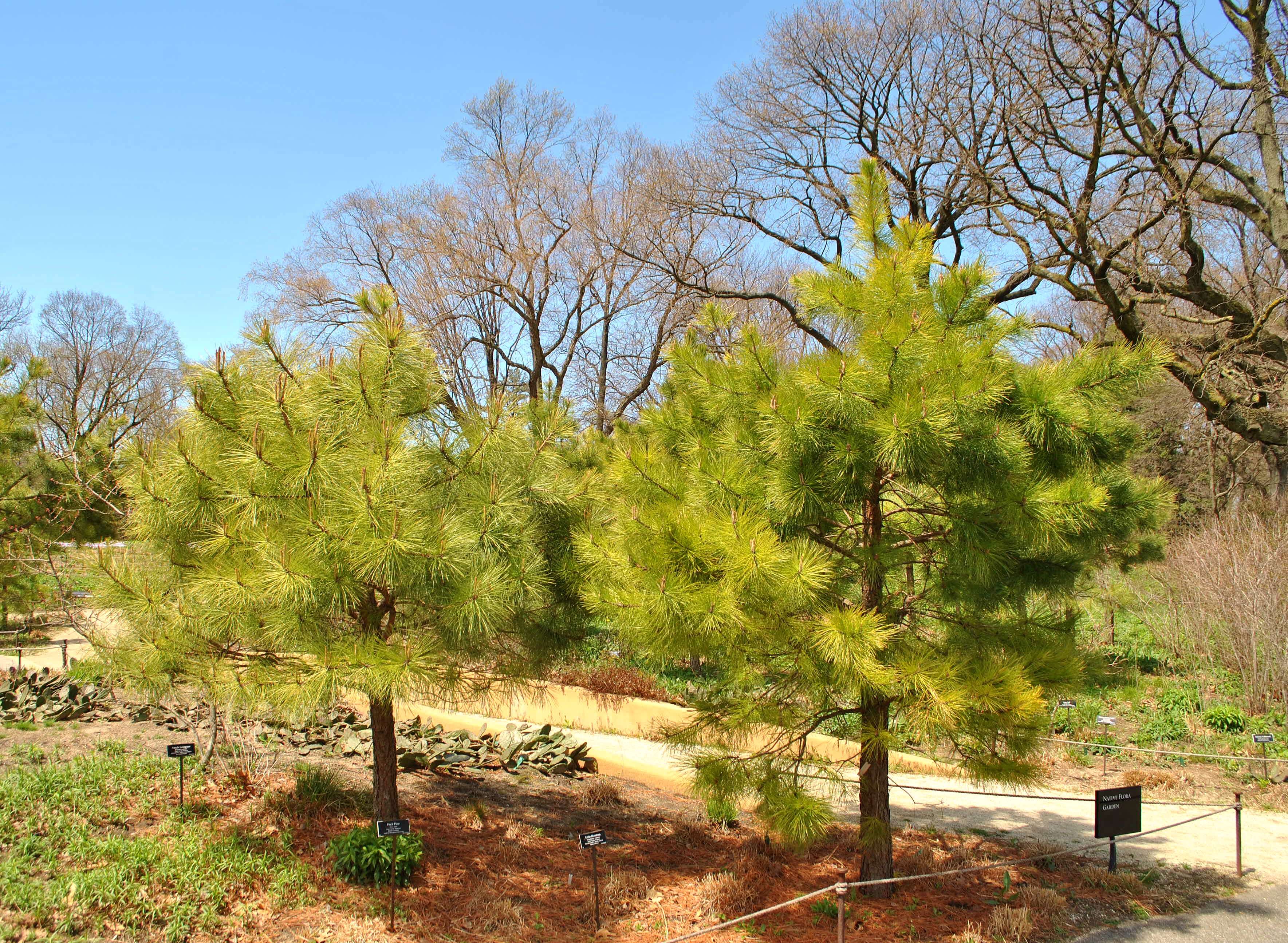 Image of pitch pine