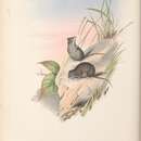 Image of <i>Antechinus maculatus</i> (Gould 1851)