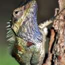 Image of Blue crested lizard