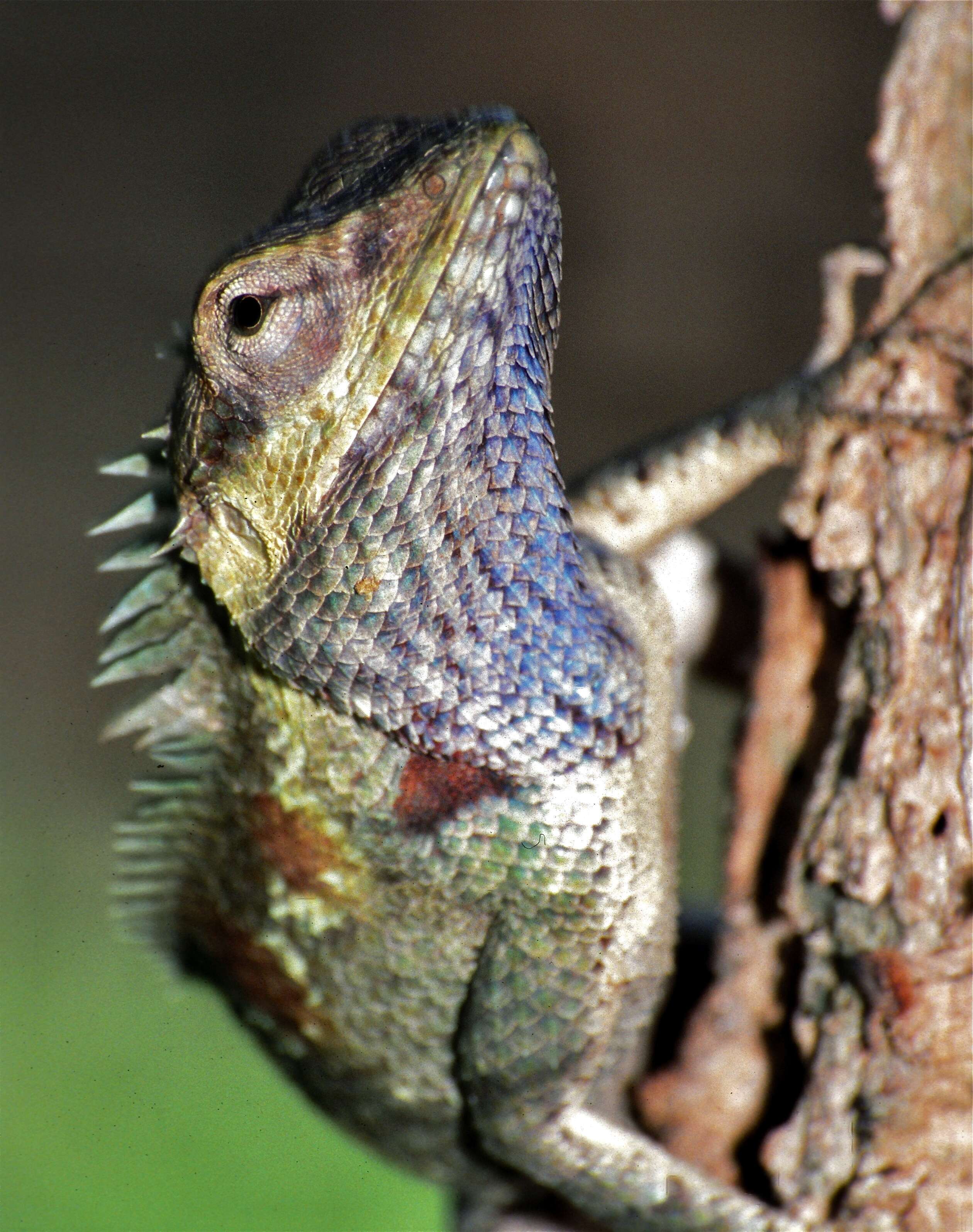 Image of Blue crested lizard