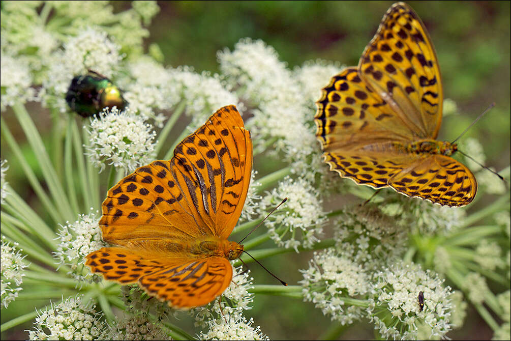 Image of Argynnis