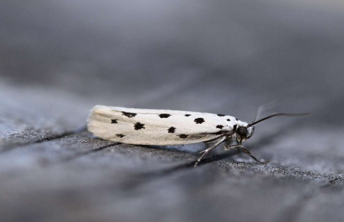 Image of Ethmia