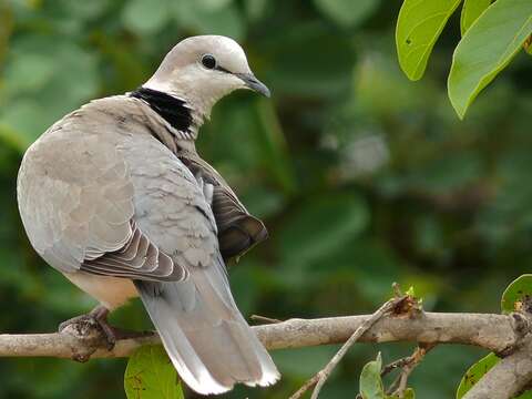 Image of Cape Turtle Dove