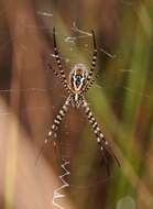 Image of Argiope