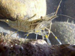 Image of coral shrimp