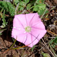 Image de Convolvulus angustissimus R. Br.