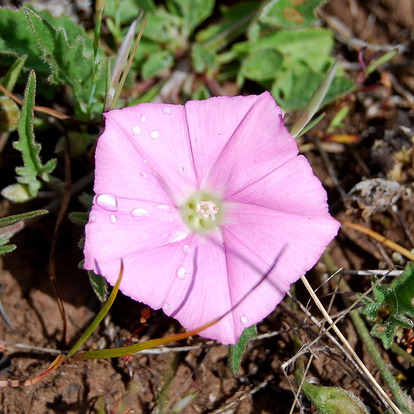 Image of Convolvulus angustissimus R. Br.