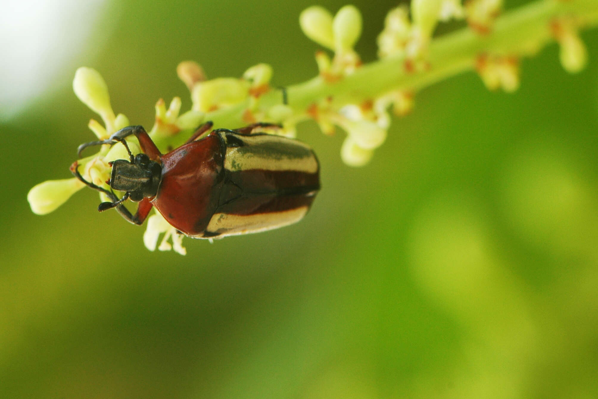 Image of Chlorocala suturalis (Fabricius 1775)