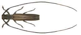 Image of Nyctimenius subsericeus (Pascoe 1866)