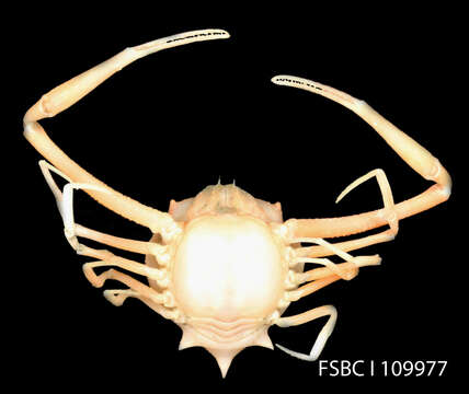 Image of shouldered purse crab