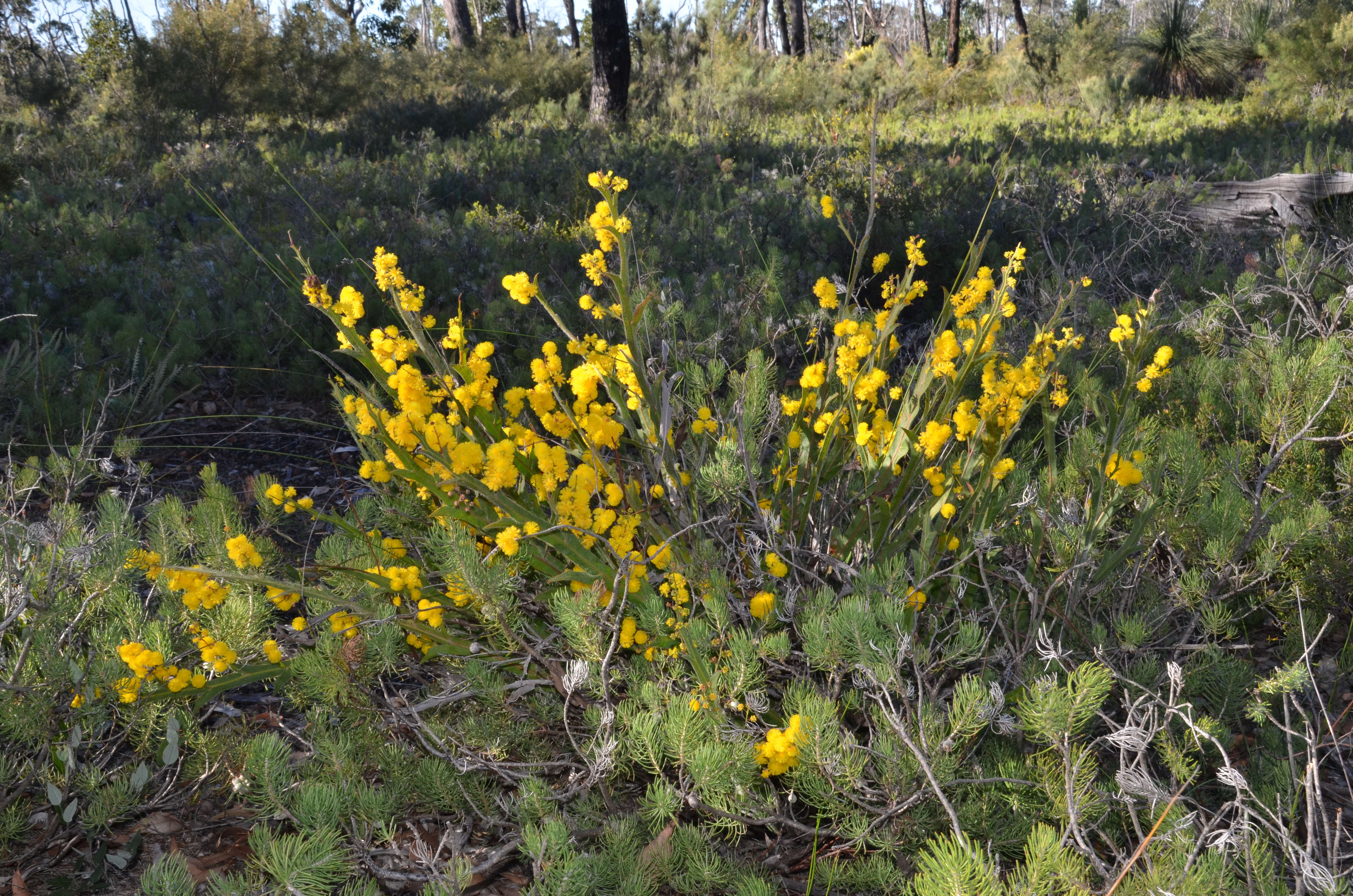 Acacia alata var. platyptera (Lindl.) Meisn.的圖片