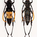 Image of Asmedia flavofasciata Abang & Vives 2004