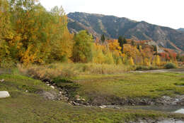 Слика од Phragmites australis americanus