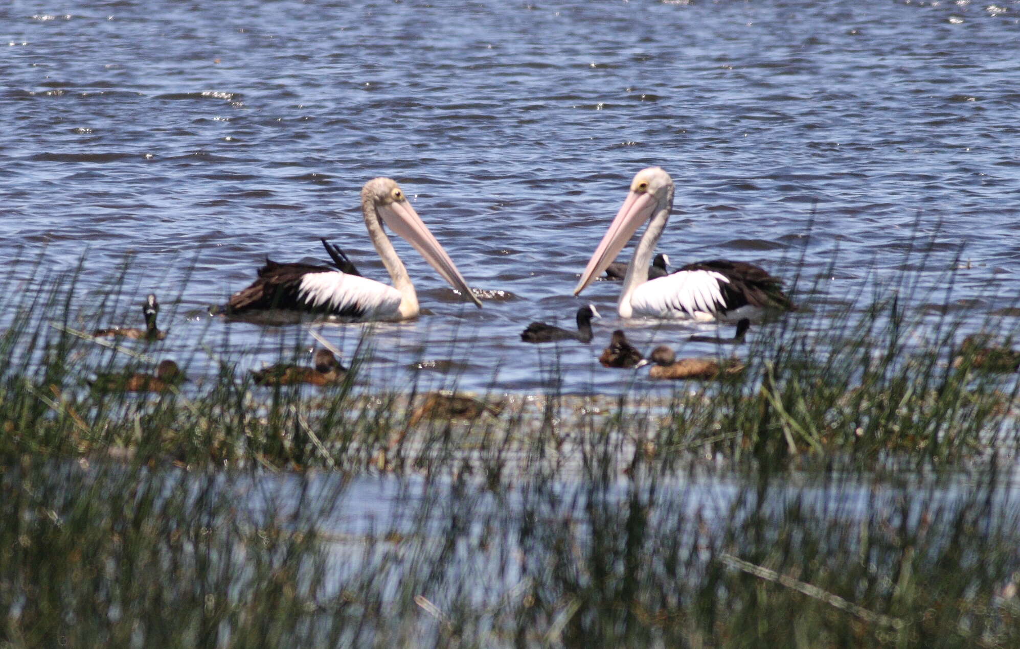 Image of pelicans