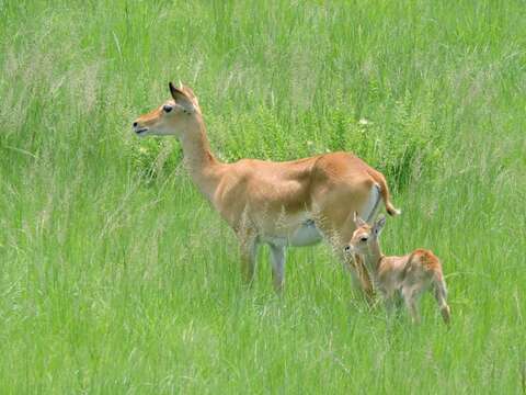 Image of Uganda Kob