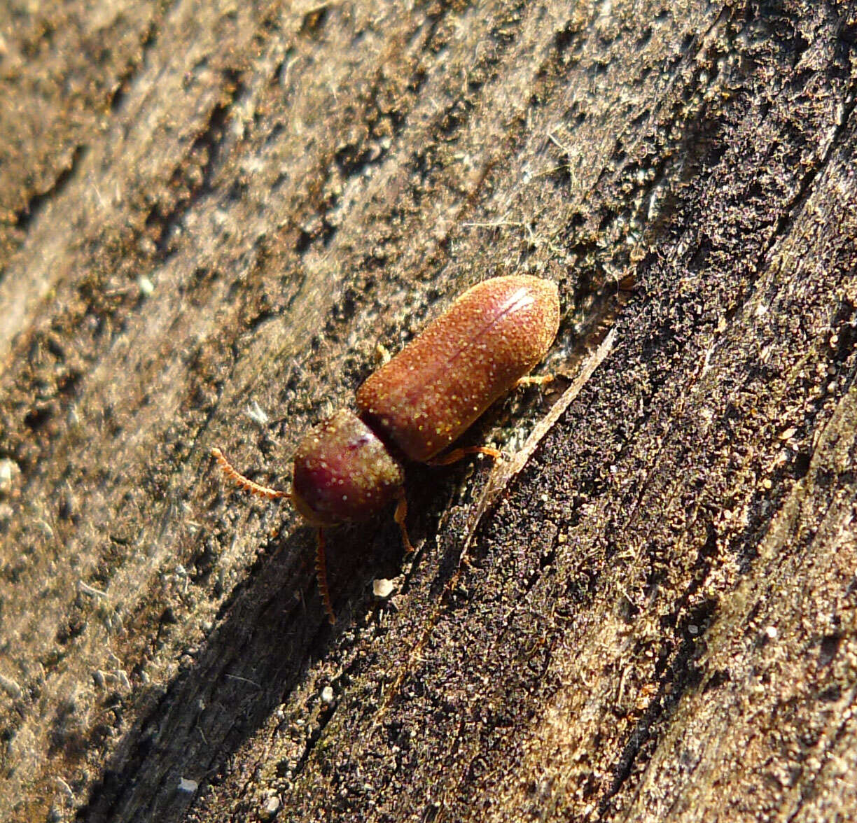 Image of Death-watch Beetle