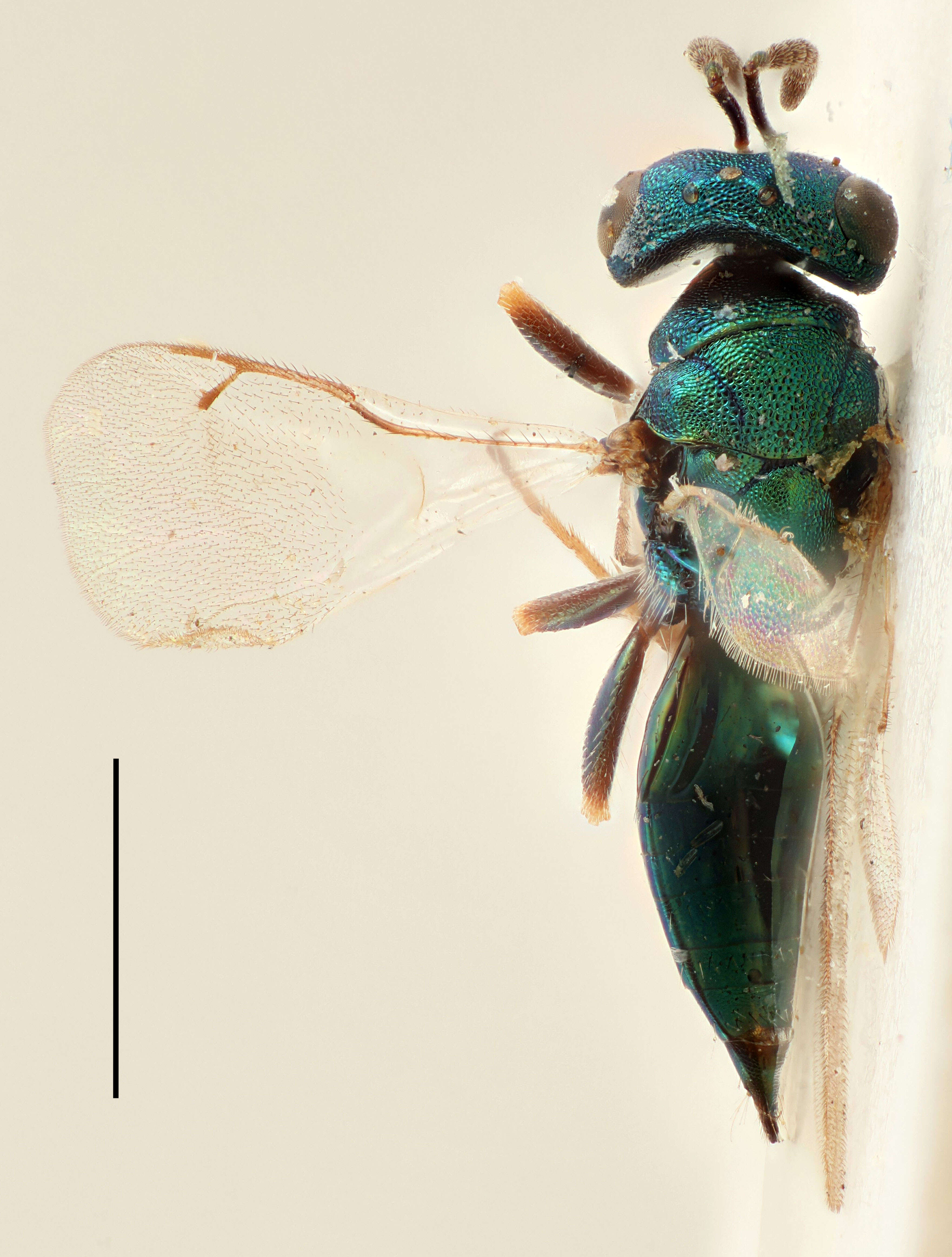 Image of Halticoptera