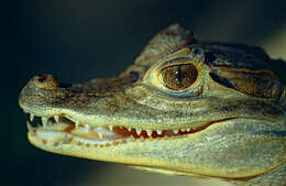 Image of Caimans