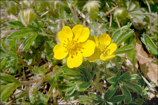 Image of Potentilla heptaphylla subsp. australis (Nyman) Gams